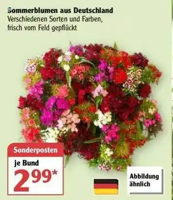 Globus Sommerblumen Aus Deutschland Angebot