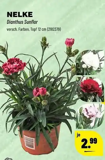 Leitermann Baumarkt Nelke Dianthus Sunflor Angebot