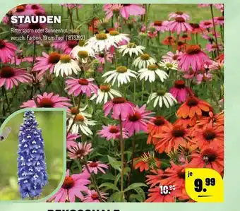 Leitermann Baumarkt Stauden Angebot