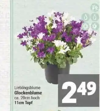 Marktkauf Leiblingsblume Glockenblume Angebot