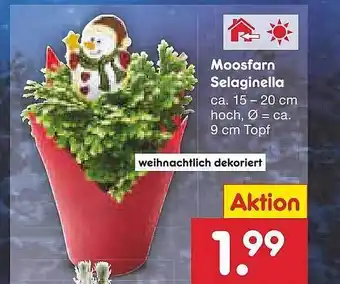 Netto Marken-Discount Moosfarn selaginella Angebot