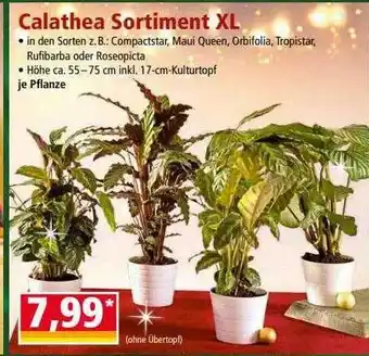 Norma Calathea sortiment xl Angebot