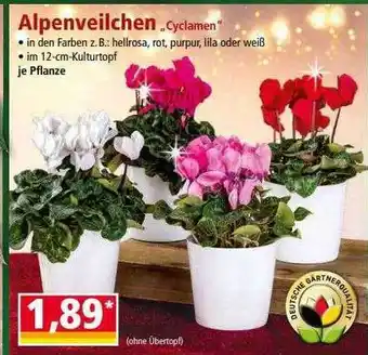 Norma Alpenveilchen „cyclamen“ Angebot