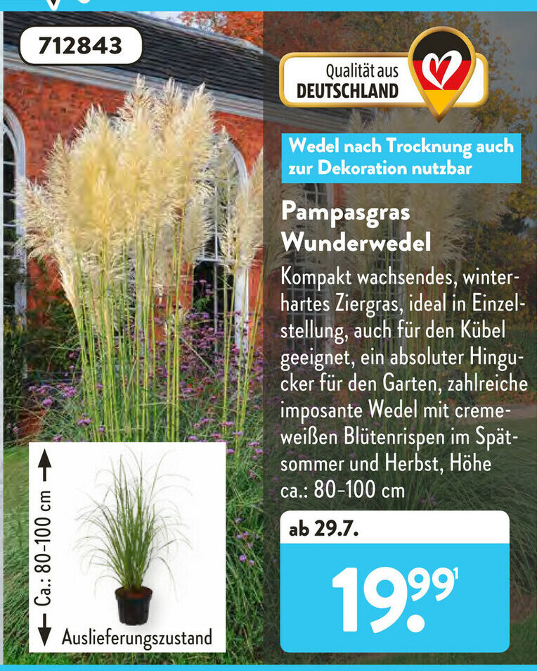 Pampasgras Wunderwedel Angebot bei Aldi Süd