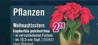 Hornbach Weihnachtsstern euphorbia pulcherrima Angebot