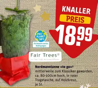 REWE Fair Trees Nordmanntanne to go Angebot