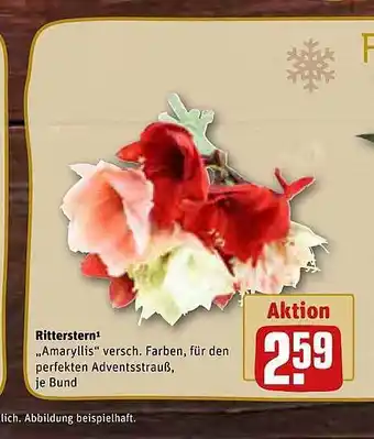 REWE Ritterstern „amaryllis“ Angebot