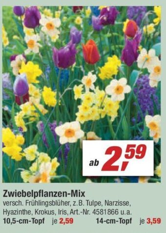 toom Baumarkt Zwiebelpflanzen Mix Angebot