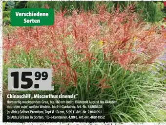 Hagebau Chinaschilf Miscanthus sinensis Angebot