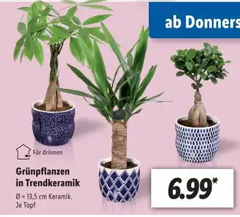 Lidl Grünpflanzen in Trendkeramik Angebot