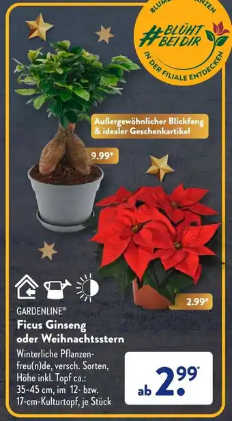 Aldi Süd Gardenline Ficus Ginseng oder Weihnachtsstern Angebot