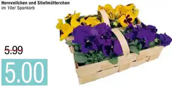 Marktkauf Hornveilchen und Stiefmütterchen Angebot