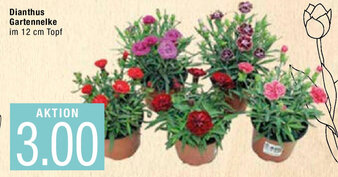 Marktkauf Dianthus Gartennelke Angebot