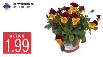 Marktkauf Hornveilchen XL Angebot