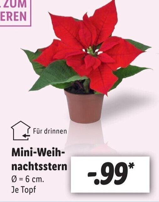 Mini-Weihnachtsstern  = 6 cm. Angebot bei Lidl