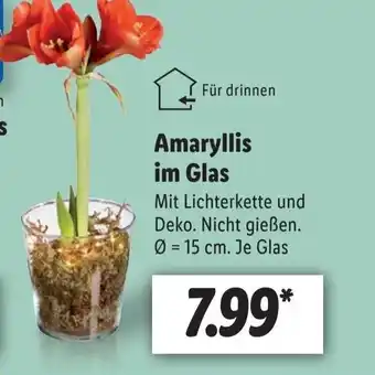 Lidl Amaryllis im Glas Ø = 15 cm Angebot