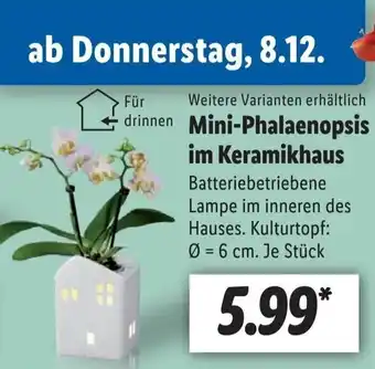 Lidl Mini-Phalaenopsis im Keramikhaus Ø = 6 cm. Angebot