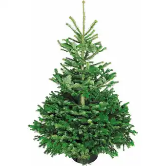 OBI Weihnachtsbaum echte nordmanntanne 125 - 150 cm hoch gesägt Angebot