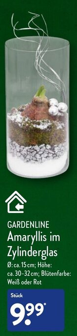 Aldi Nord Gardenline Amaryllis im Zylinderglas Angebot