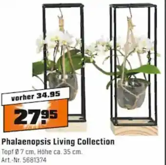 OBI Phalaenopsis Living Collection Angebot