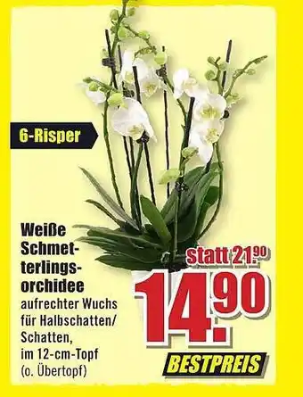 B1 Discount Baumarkt Weiße schmetterlingsorchidee Angebot