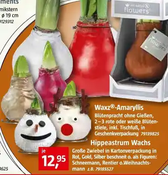 Bauhaus Hippeastrum wachs oder waxz-amaryllis Angebot