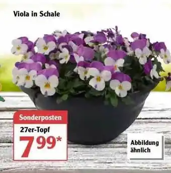 Globus Viola In Schale Angebot