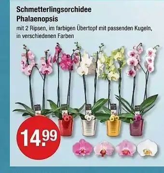 V Markt Schmetterlingsorchidee phalaenopsis Angebot