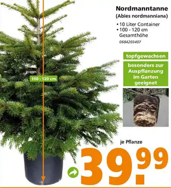 Globus Baumarkt Nordmanntanne Angebot