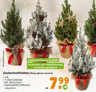 Globus Baumarkt Zuckerhutfichten Angebot