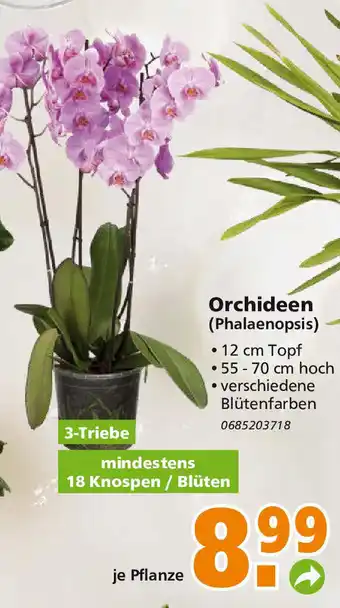 Globus Baumarkt Orchideen Phalaenopsis Angebot