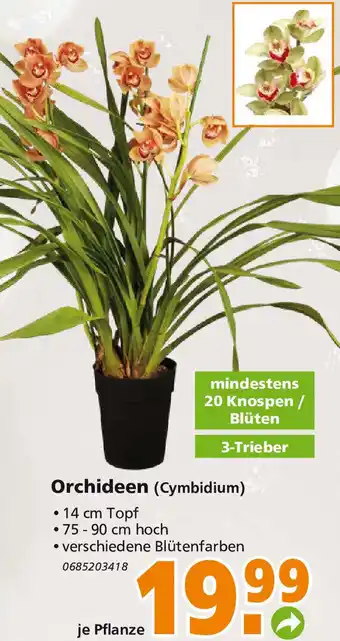 Globus Baumarkt Orchideen (Cymbidium) Angebot