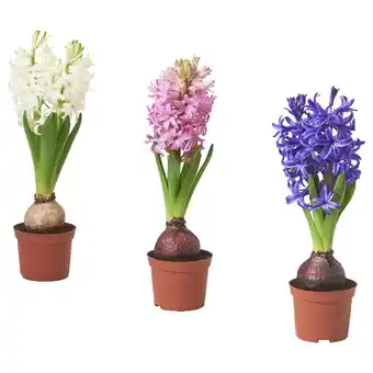 IKEA Hyacinthus topfpflanze, 1 zwiebel hyazinthe versch. farben Angebot