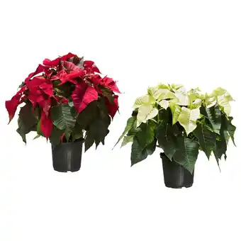 IKEA Poinsettia pflanze weihnachtsstern Angebot