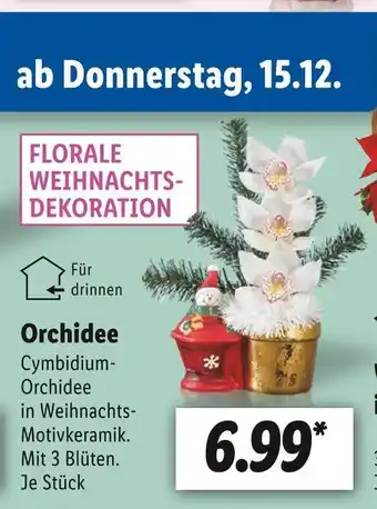 Lidl Orchidee Angebot