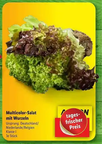 Lidl Multicolor-salat mit wurzeln Angebot