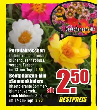 B1 Discount Baumarkt Portulakröschen oder Beetpflanzen Mix Sonnenkinder Angebot