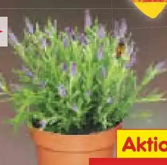 Netto Marken-Discount Lavendel Angebot