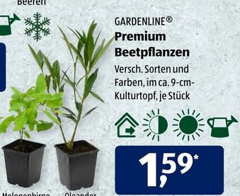 Aldi Süd Gardenline Premium Beetpflanzen Angebot