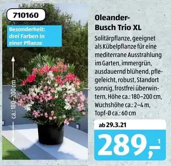 Aldi Süd Oleander Busch Trio XL Angebot