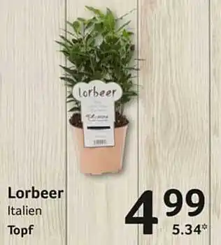 Selgros Lorbeer Angebot