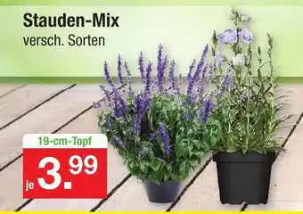 Zimmermann Stauden Mix Angebot