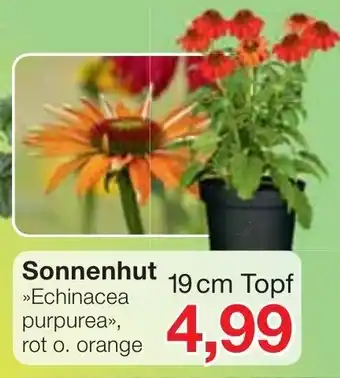 Jawoll Sonnenhut Angebot