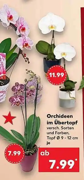 Kaufland Orchideen im übertopf Angebot