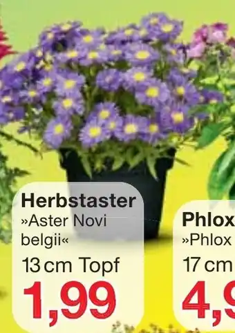 Jawoll Herbstaster Angebot