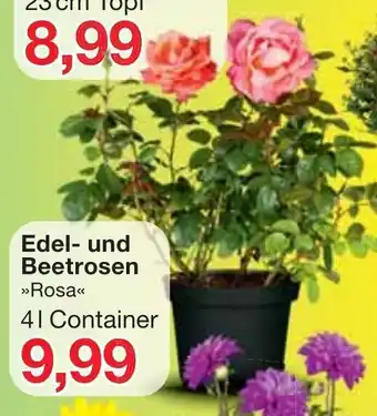 Jawoll Edel und Beetrosen Angebot