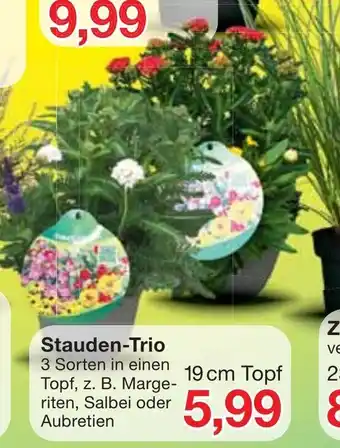 Jawoll Stauden Trio Angebot