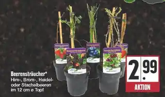 E Reichelt Beerensträucher Angebot