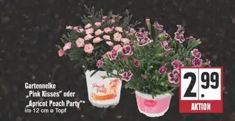 E Reichelt Gartennelke „pink Kisses” Oder „apricot Peach Party” Angebot