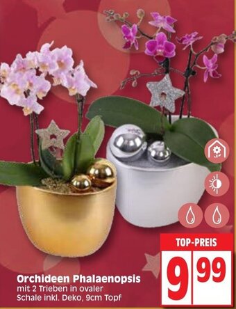 Edeka Orchideen Phalaenopsis Angebot